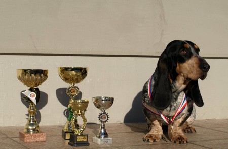 Athene Blue Aledos, 7-8.2.2015 Brno, 2xCAC, 2xCAC ČMKU, 2xCACIB, 2x BOB