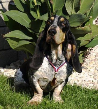 Athene Blue Aledos, 10/2015 MVP BA, CAC, CACIB, BOB