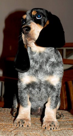 Caliope Blue Aledos, 10 týždeň