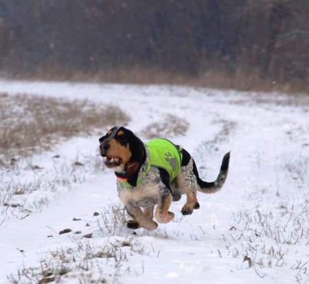 Jean je od 1/2016 Chovným psom